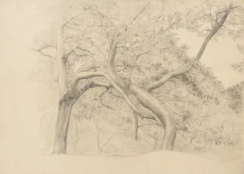 Um emaranhado de árvores na folhagem, 1884 (grafite sobre papel brilhante)