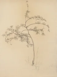 Árvore florescendo, 1884 (grafite no papel lustrado)