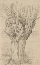 Árvore retorcida, 1884 (grafite sobre papel brilhante)