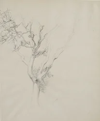 Estudo da árvore, 1884 (grafite em papel cinza)