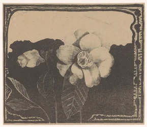 Camélia, deixou uma flor em botão