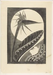 Strelitzia desbotada