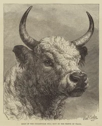 Chefe do Touro Chillingham, filmado pelo Príncipe de Gales