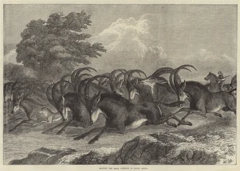 Caça ao Antílope Sable na África do Sul
