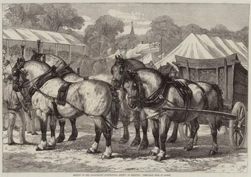 Reunião da Sociedade Agrícola de Lincolnshire em Sleaford, Primeira Equipe de Cavalos do Prêmio