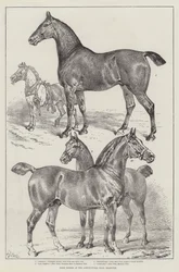 Prêmio cavalos no salão agrícola, Islington