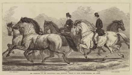 O Horse Show no Salão Agrícola, Islington, Desfile de Cavalos Premiados, Trotadores e Hacks