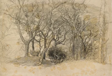 Estudo das Árvores, Clovelly Park, 1834