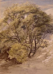 Estudo de um salgueiro, c.1850 (aguarela sobre papel)