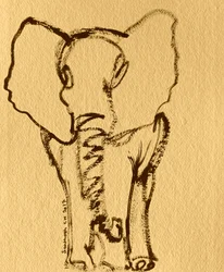 Esboço de uma cria de elefante