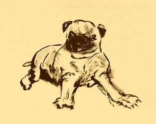 Esboço de um adorável cachorro pug