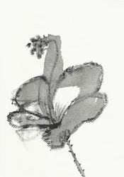 Estudo floral monocromático
