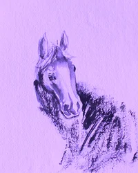 Retrato de cavalo roxo