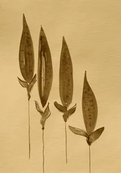 Plantas em aguarela sépia