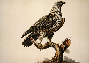 Um Buzzard (aguarela sobre papel)