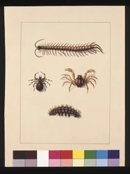 Página 11. Insectos de Nova Gales do Sul. Agora conhecido como Centopeia Comum, gênero Aranha Isopeda, Caranguejo Soldado, Lagarta, c.1789-90 (aquarela)
