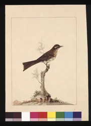 Página 14. Apanhador de moscas de orelha amarela. Agora conhecido como Apanhador de Mel de Cara Amarela, c.1789-90 (aguarela)