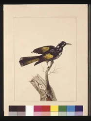 Página 19. New Holland Creeper. Agora conhecido como New Holland honeyeater, c.1789-90 (aguarela)