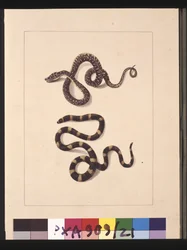 Página 21. Serpentes No. 1 & No.2. Agora conhecida como cobra diamante jovem & Bandy bandy, c.1789-90 (aguarela)