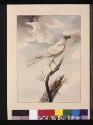 Página 23. Hawke Branco. Agora conhecido como Goshawk Cinzento, c.1789-90 (aguarela)