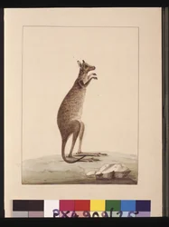 Página 25. Um canguru. Agora conhecido como um canguru. Parece ser uma cópia Sarah Stone de uma placa de Charles Catton Junr., c.1789-90 (aquarela).