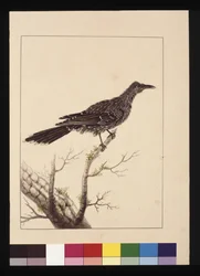 Página 26. Comedor de Abelhas Wattled Bee fêmea. Agora conhecida como uma pequena ave aquática, c.1789-90 (aguarela)