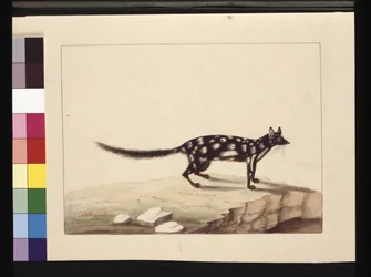 Página 28. Um Tapoa Tafa. Agora conhecido como um Dasyurus quoll. Parece ser uma cópia Sarah Stone de uma placa de Charles Catton Junr., c.1789-90 (aquarela).
