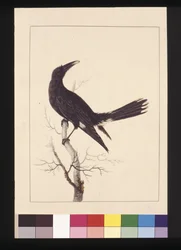 Página 30. Branco, Corvo Ventilado. Agora conhecido como Pied Currawong, c.1789-90 (aguarela)