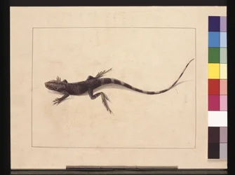 Página 31. Lagarto assassinado. Agora conhecido como um Dragão Árvore, c.1789-90 (aguarela)