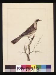 Página 3. Knob, Fronted Bee Eater: Assinado por L.C. Sarah Smith. Agora conhecida como ave frade, c.1789-90 (aguarela)