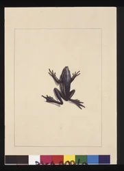 Página 9. Sapo Azul. Agora conhecido como Sapo Verde, c.1789-90 (aguarela)