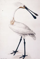 Colhereiro, 1777