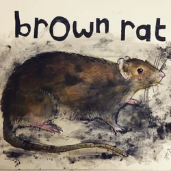 Rato castanho,2021,(tinta sobre papel)