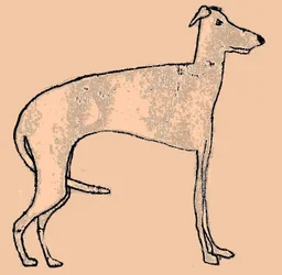 Cão magro