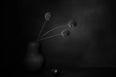Quietude floral escura