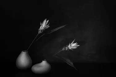 Serenidade floral monocromática