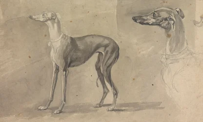 Um Galgo Cinzento