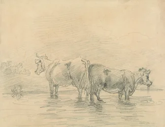 Bovinos