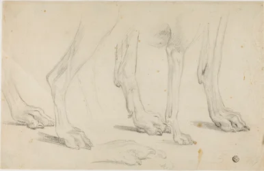 Patas de cachorro