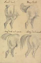 Quatro esboços de caudas de cavalo