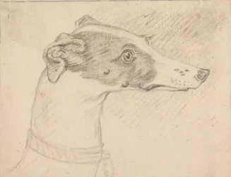 Retrato da cabeça do galgo