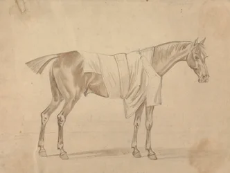 Cavalo Vestido de Cobertor