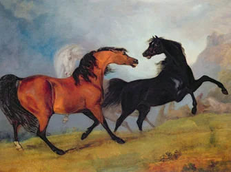 Cavalos a lutar