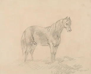 Cavalo Masculino