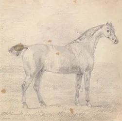 Sr. Cavalo de Plumer