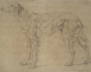 cão esportivo