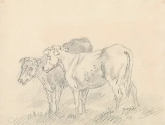 Duas Vacas