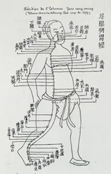 Acupunctura: "Meridiano do estômago", Ed.