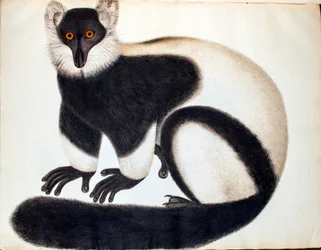 Lémure-vari preto e branco, de «Animais na coleção Reeves», desenhos da China, c. 1829-31