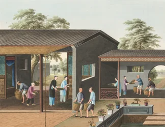 Produção de chá, c. 1820 (aguarela e tinta dourada sobre seda aplicada sobre papel)